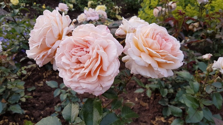 roses