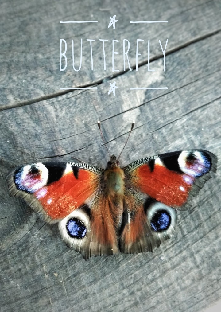 Butterfly