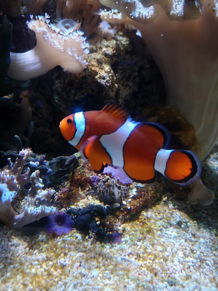 nemo