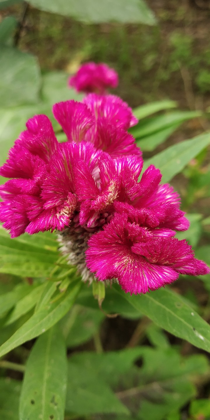 Flower?