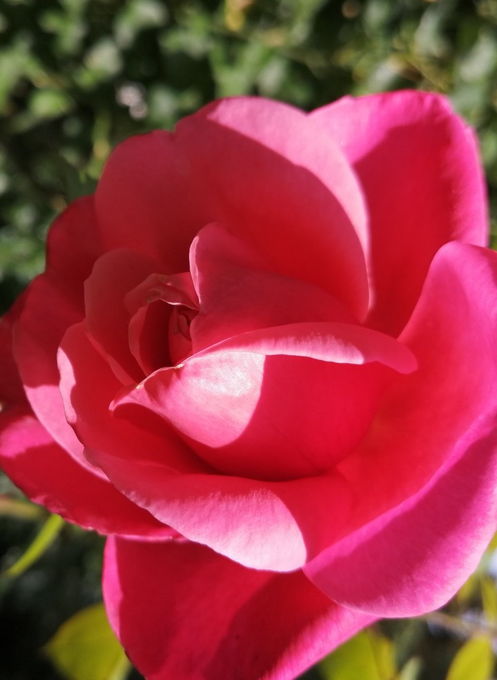 Blume