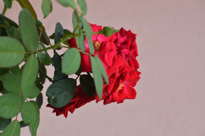 red rose ?