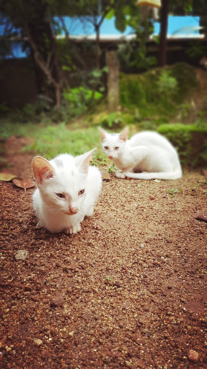 cat lover