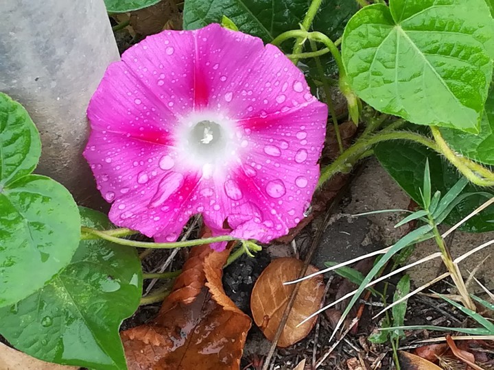 flower 