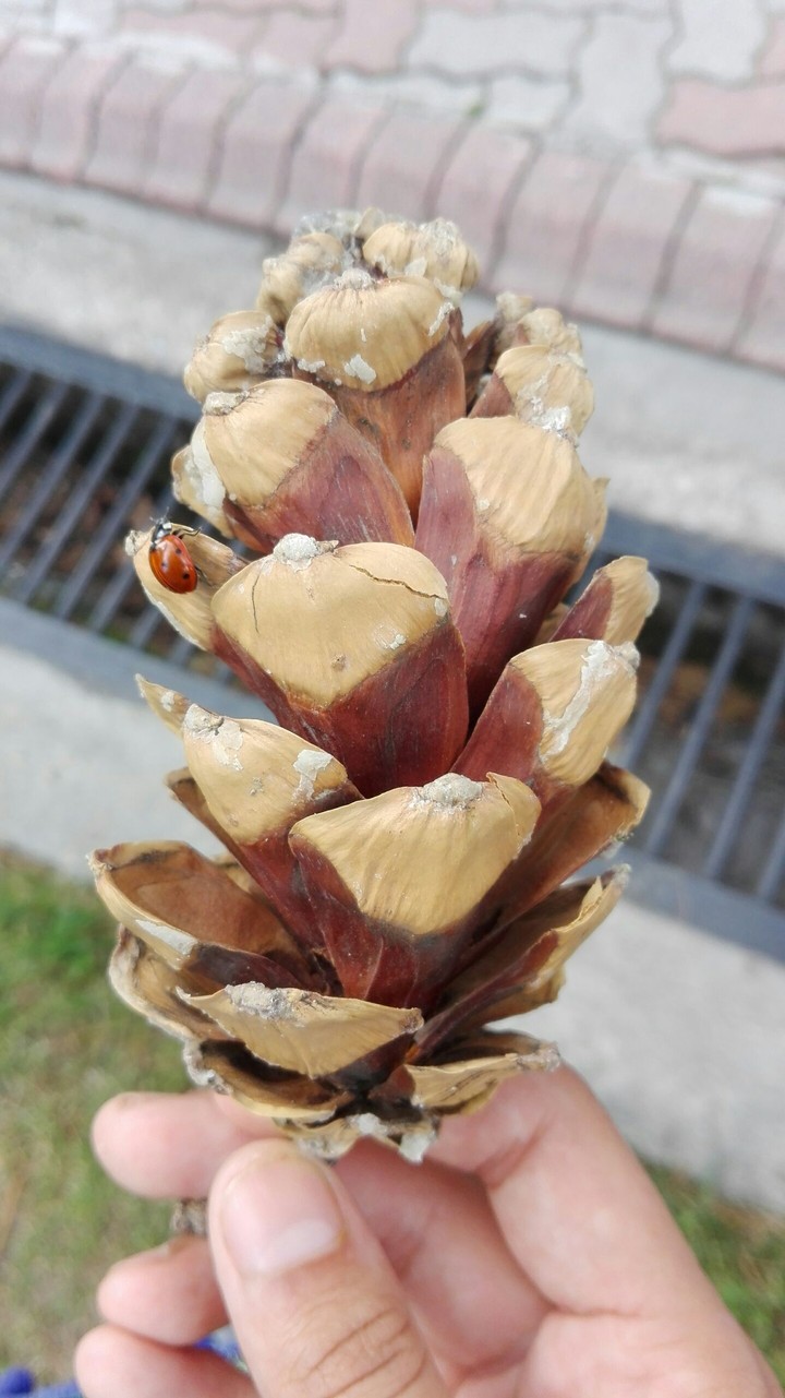 A pinecone