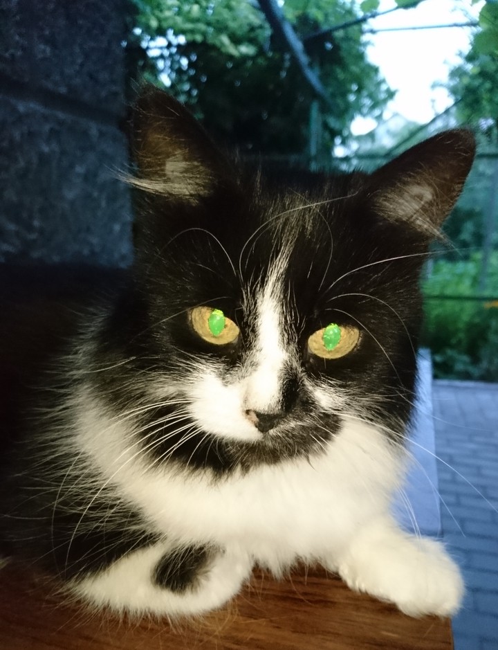 кошка