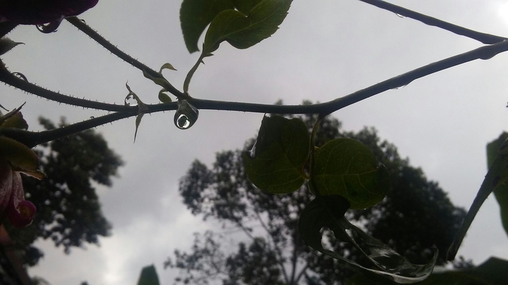 raindrops on a rose flower