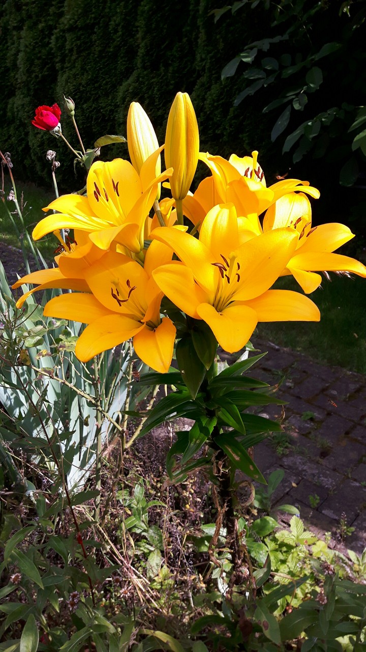 Blumen