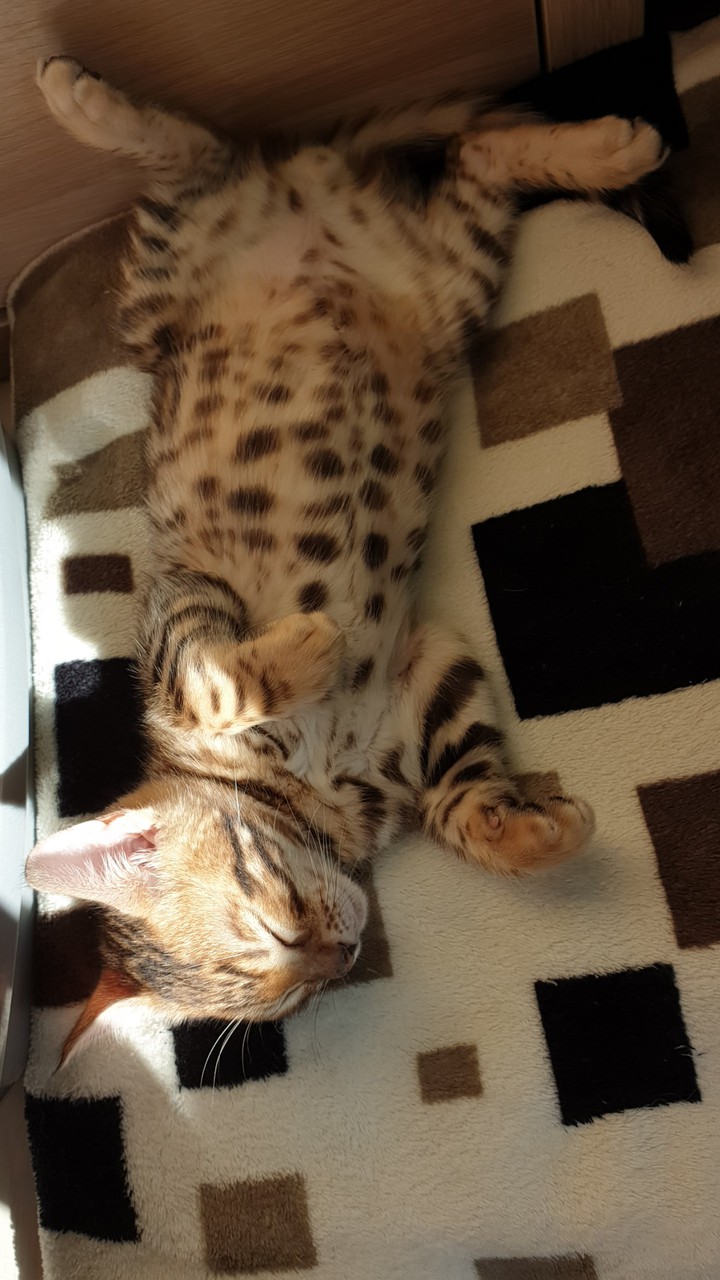 Giorgio bengali cat