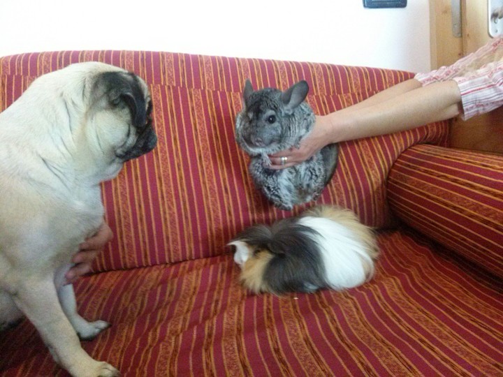 Little Family