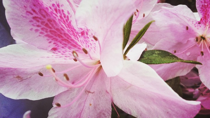 Flor