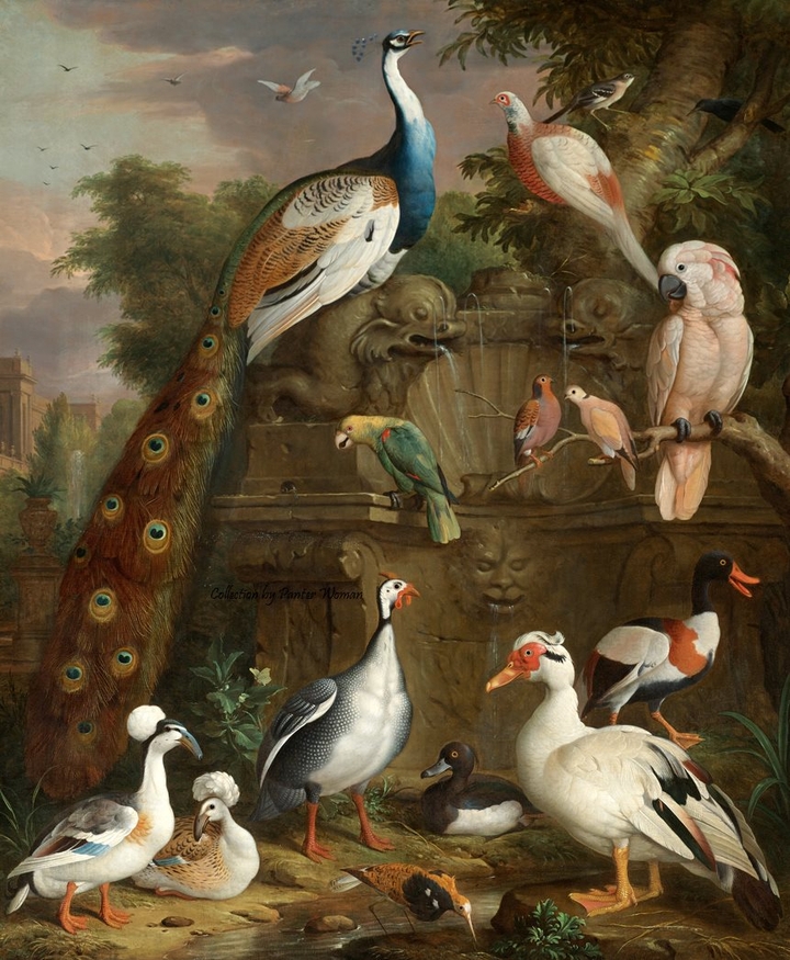 peacock páv