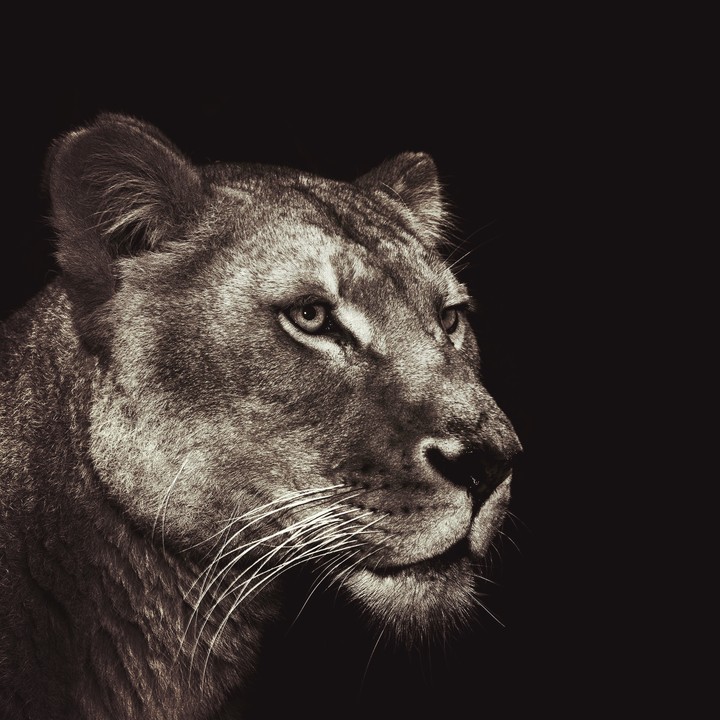 lioness
