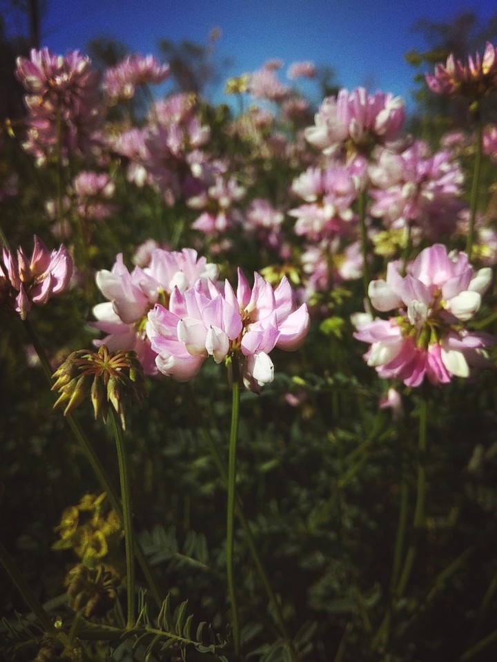 flofers