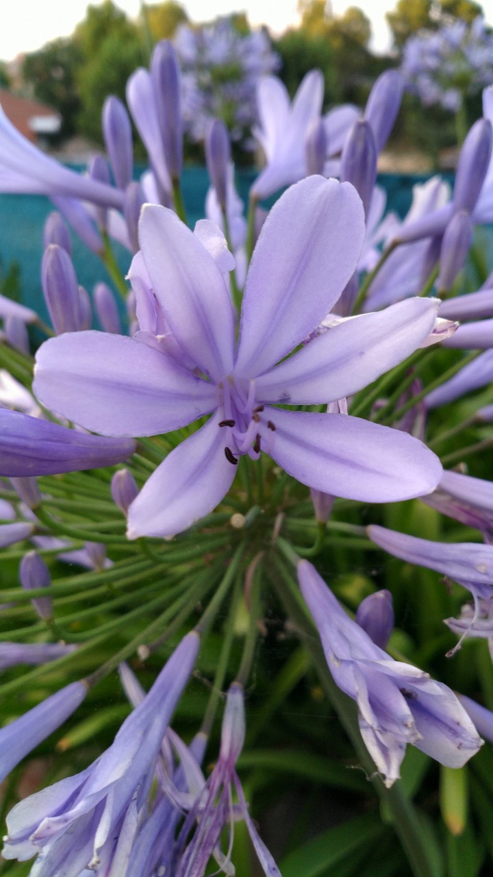 Blue lilies