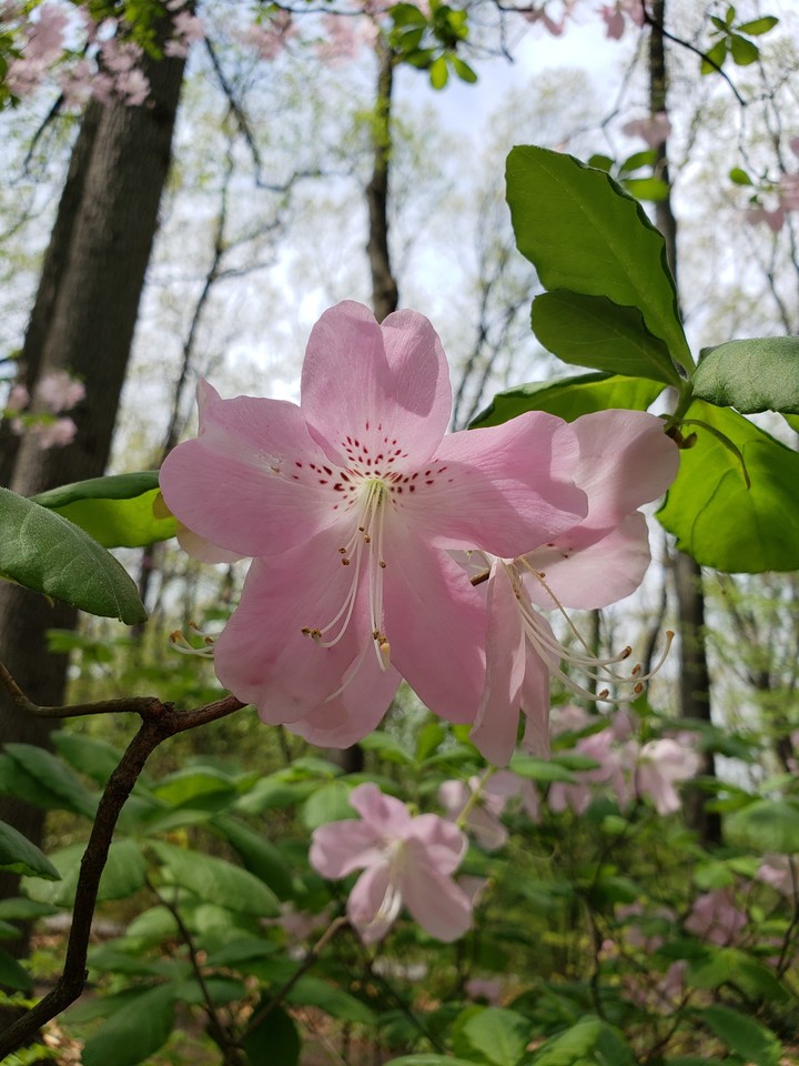 Nature's amazing beauty