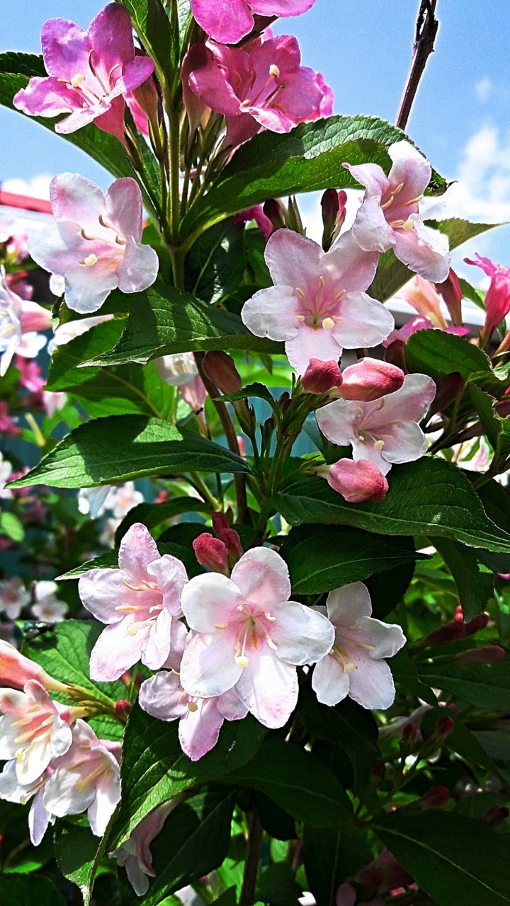 flowers