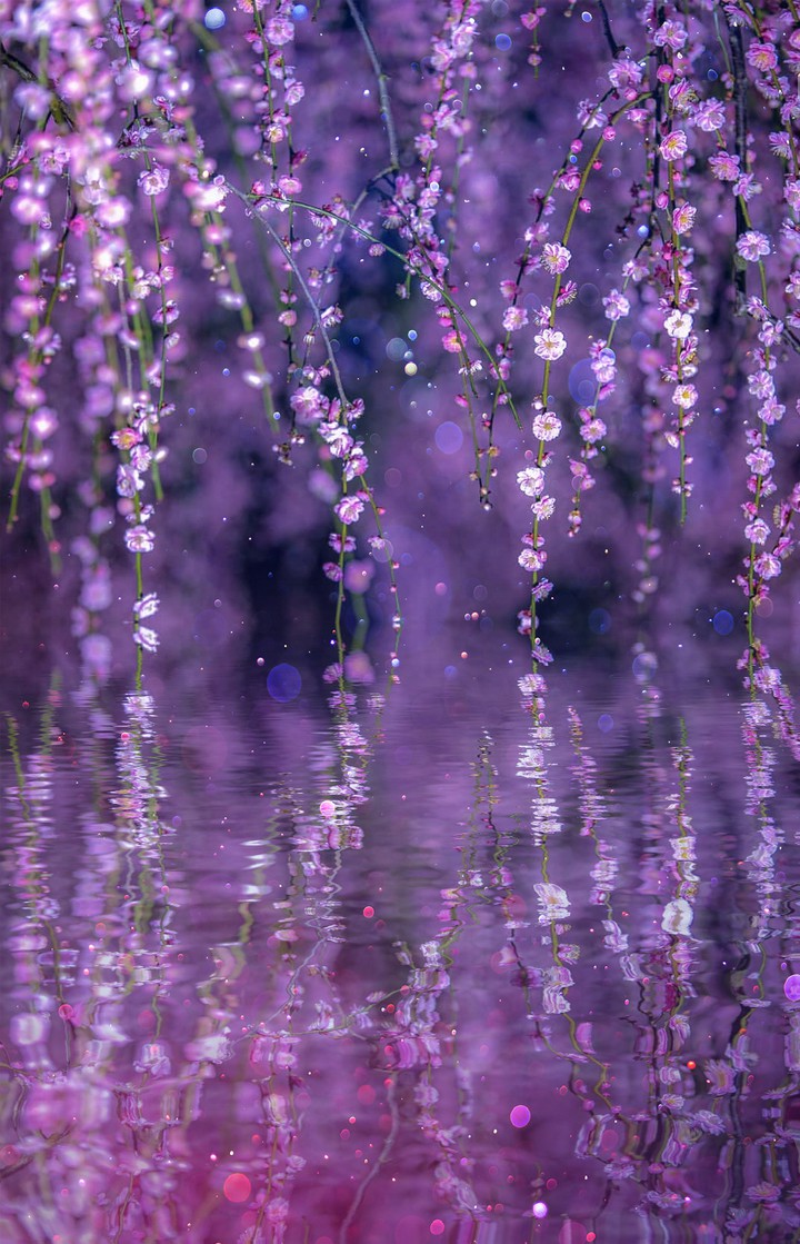 blossom