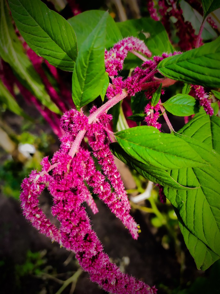 flowers