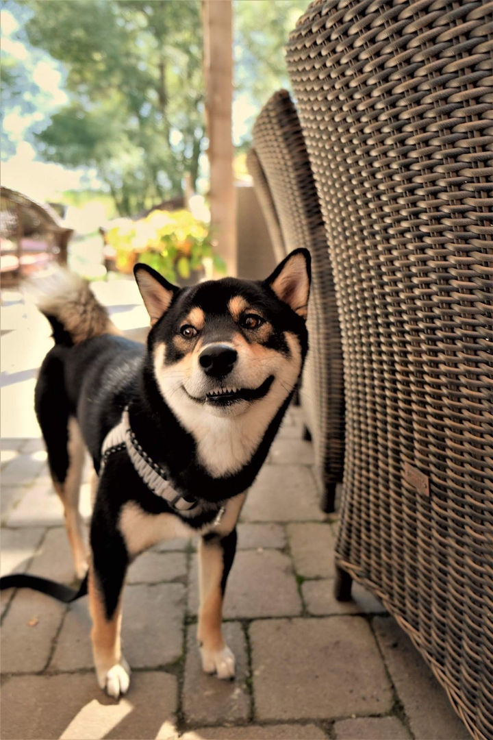 My adorable Shiba Inu Riley ❤