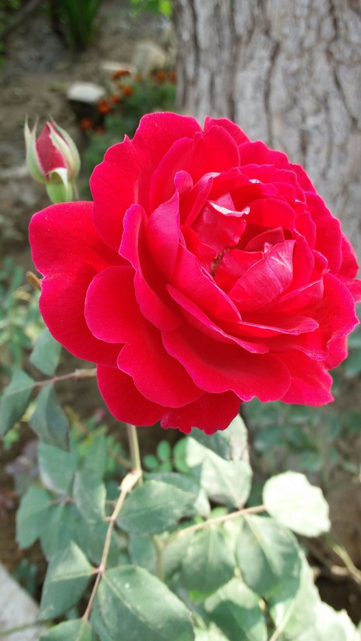 Rose tanveer# clicked with smartfon#