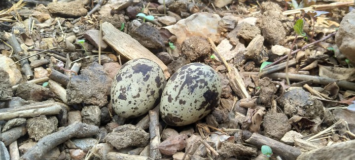 Bronze-winged courser's eggs
