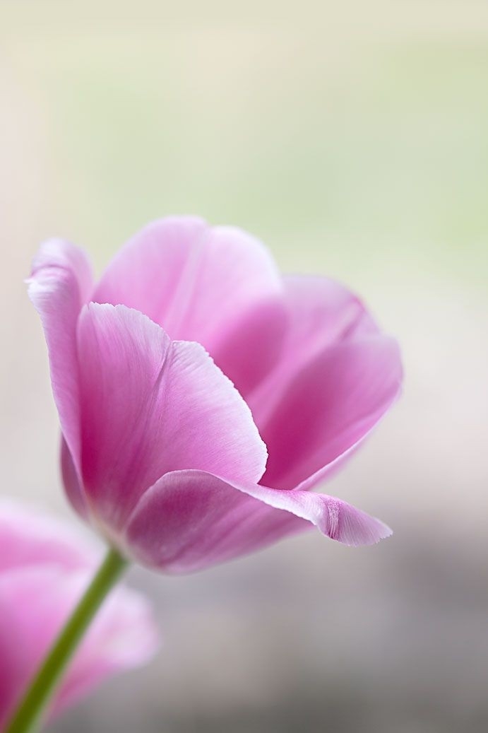 flor