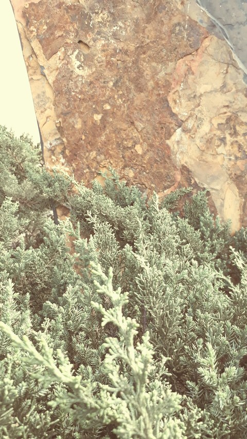 Tree Wall