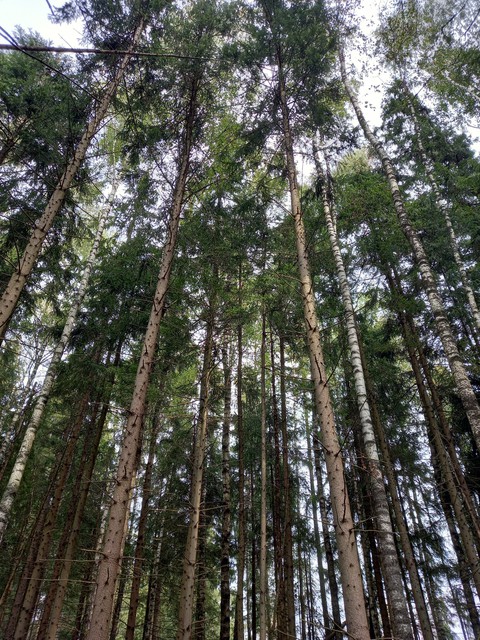 Forest
