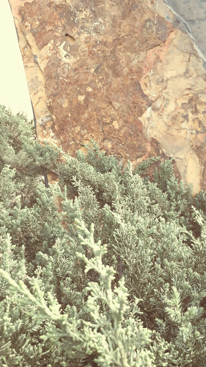 Tree Wall