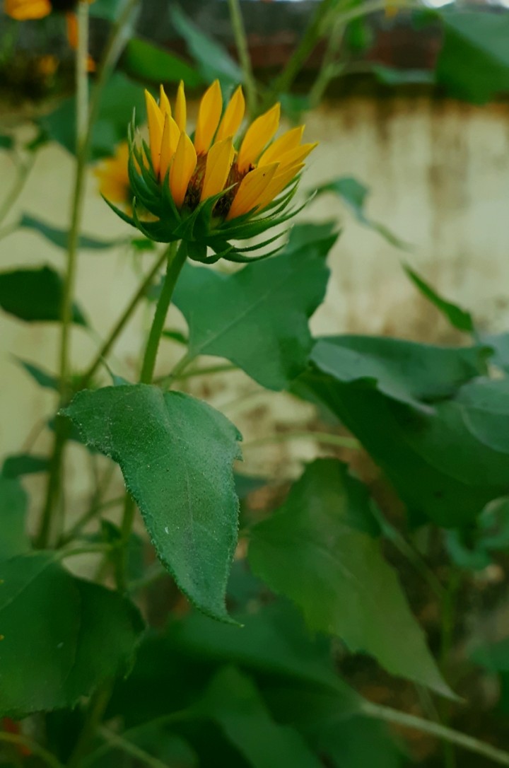 sunflower