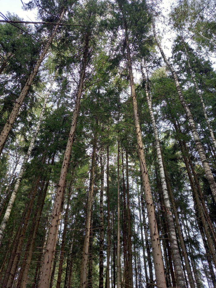 Forest