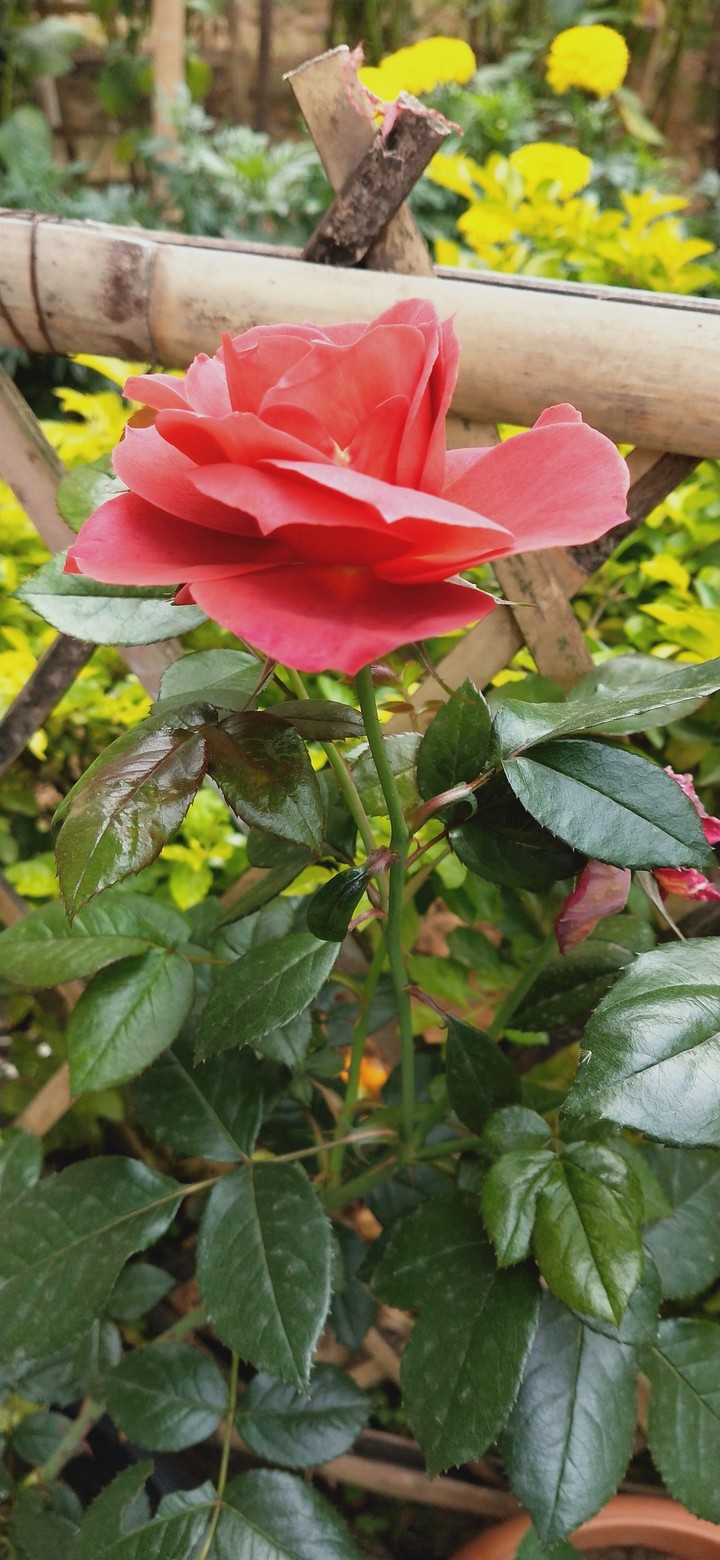 Red flowers