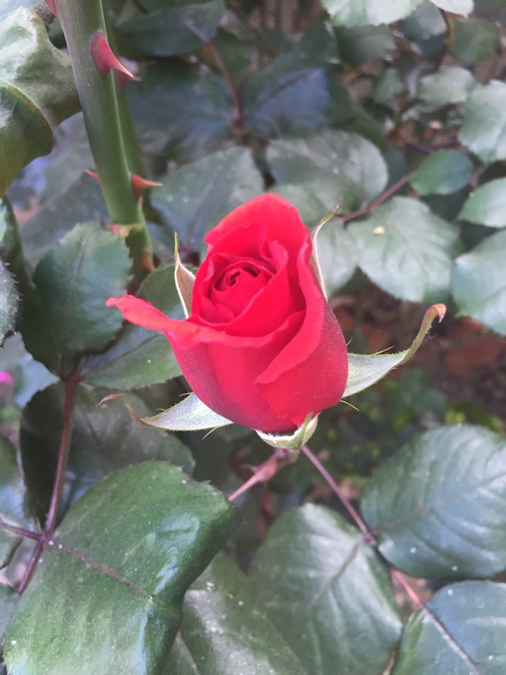 Rose