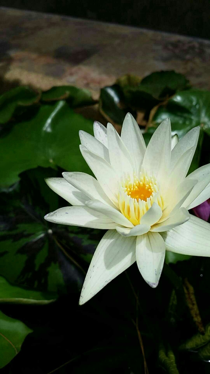 white lily flower