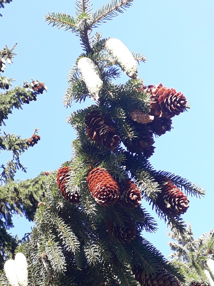 Picea abies