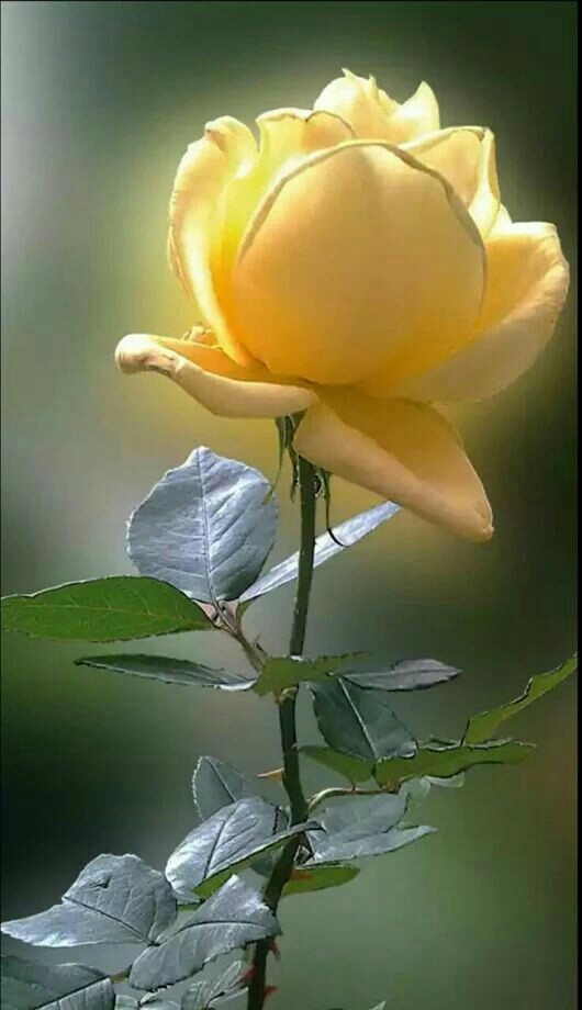 Beatifull Rose.