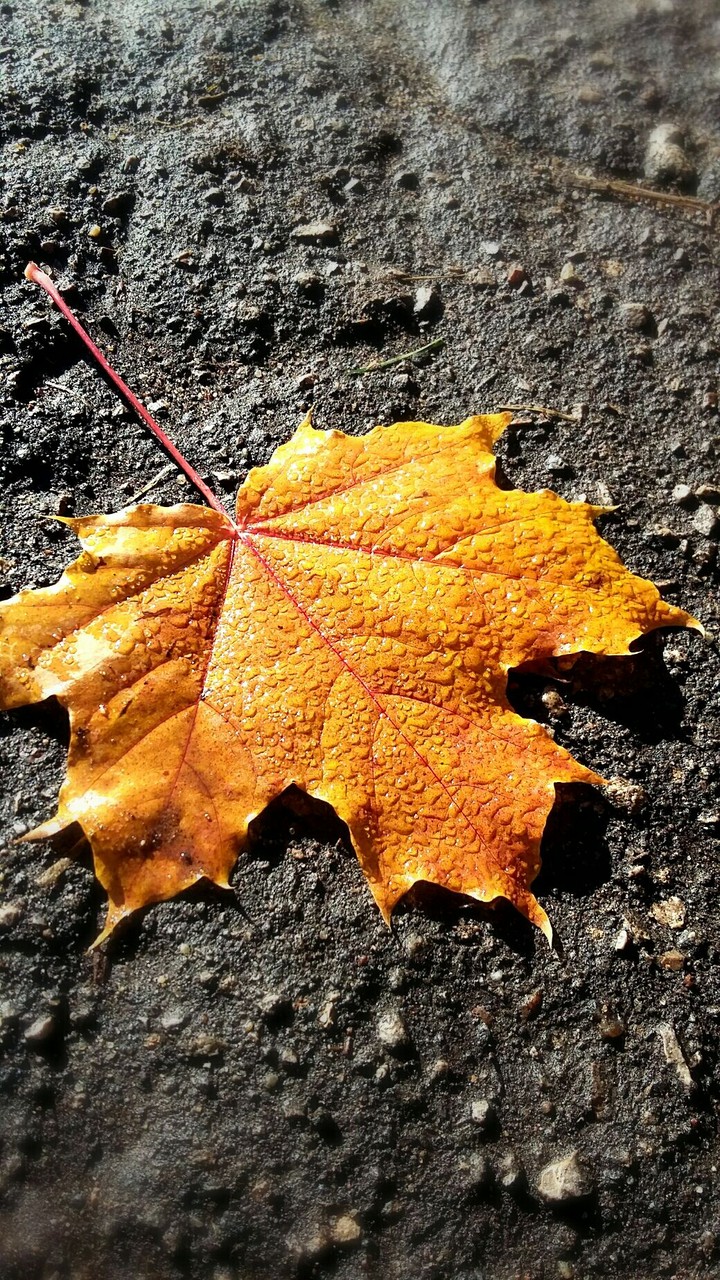 Orange leaf