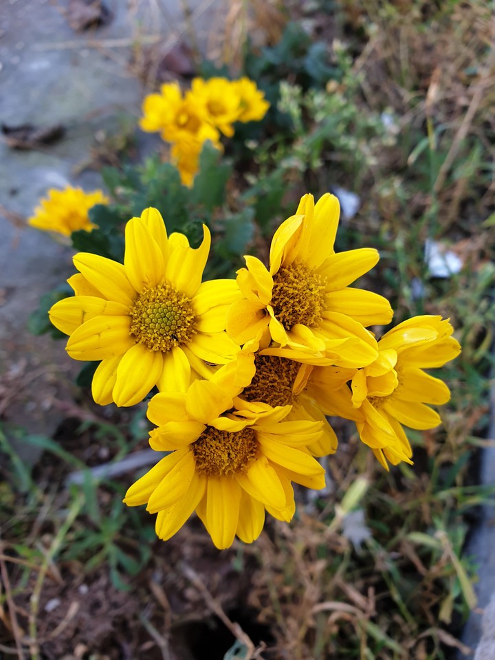 ⚘my  click  yellow flower ⚘