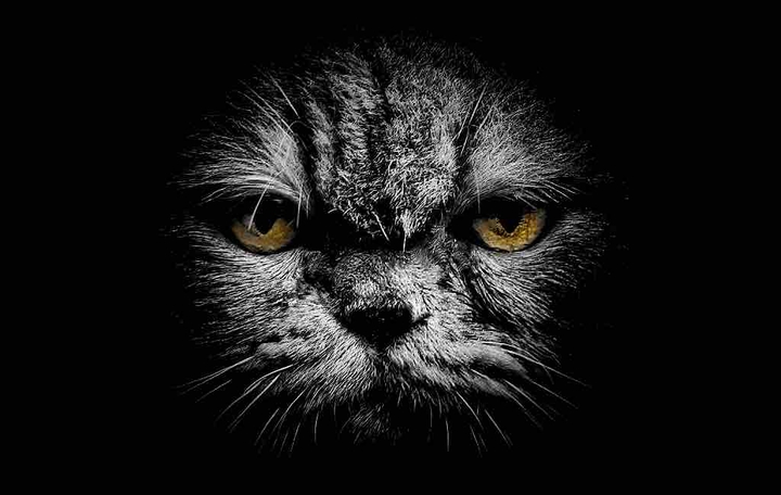 cat