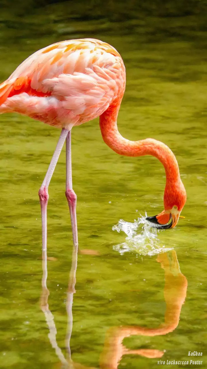 flamingo