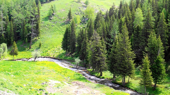 forest