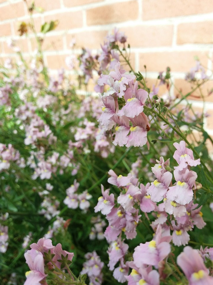 fleur rose
