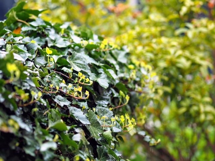 Ivy