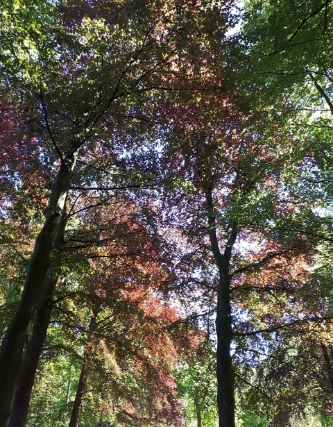 Sunshine through the trees