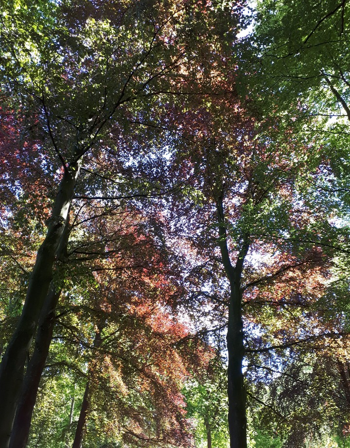 Sunshine through the trees