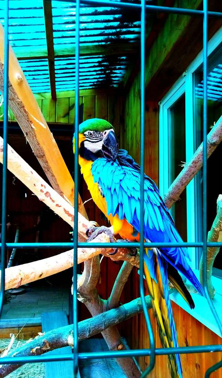 Parrot