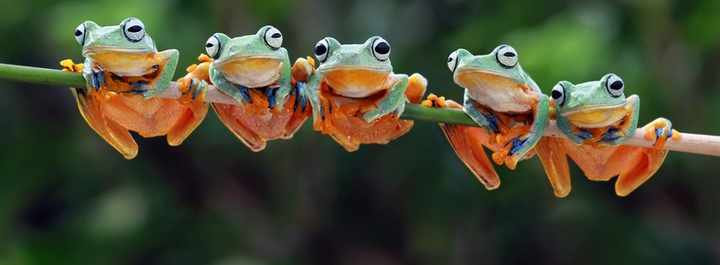 ♡Group of frogs♡