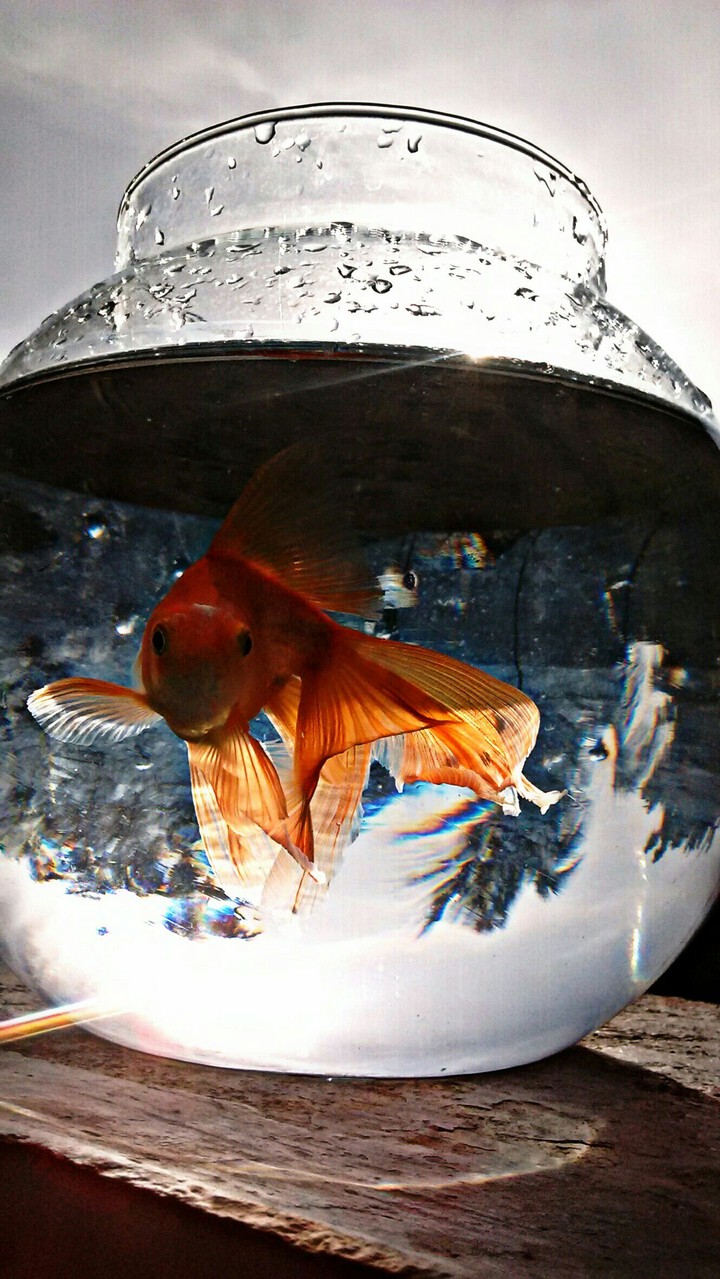goldie
