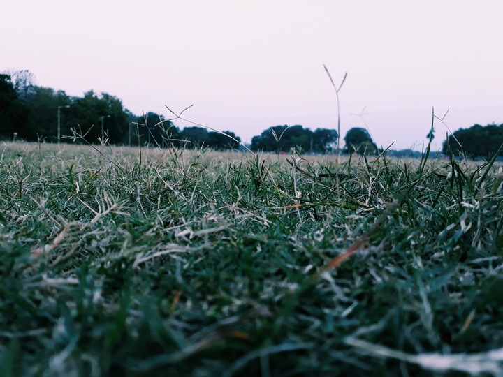 grass